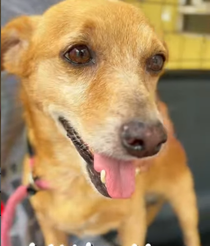 Dog in need of home