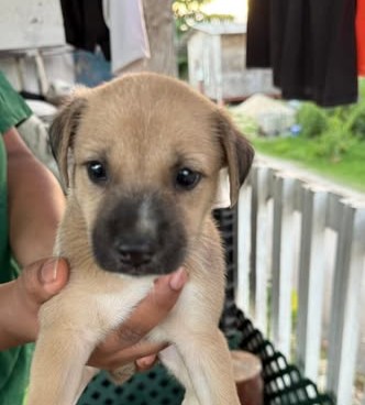 Adoption Event